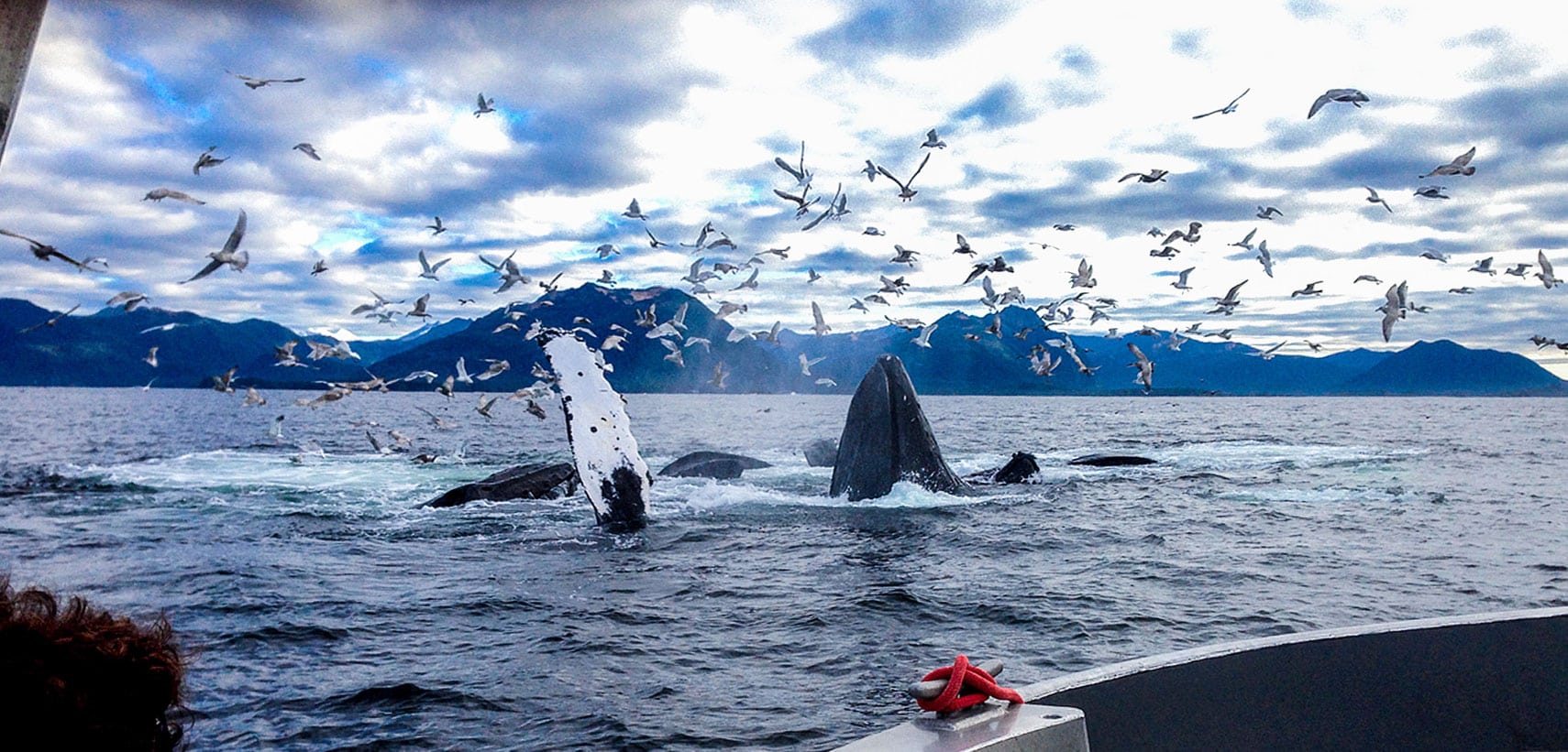 Sitka Whalefest Visit Sitka