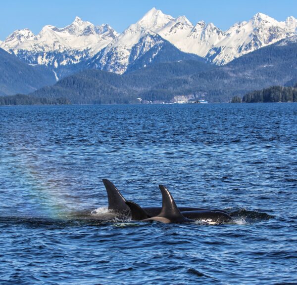 A pod of killer whales in Sitka Sound