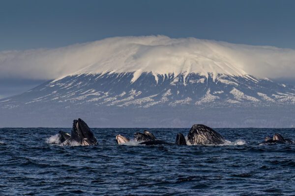 Whales bubble net feeding in Sitka